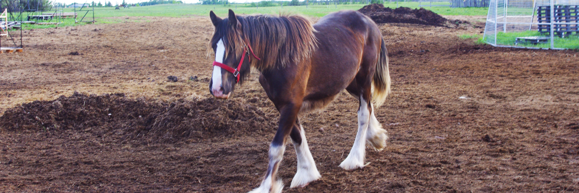 horse1