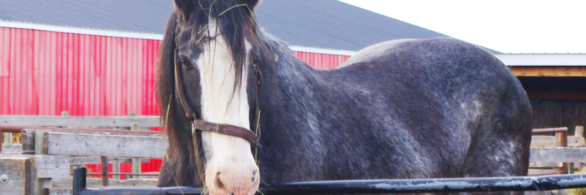 horse2